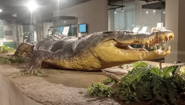 Trung bình, cá sấu nước mặn đực đạt chiều dài 17 feet (5,2 m) và nặng khoảng 1.000 pound (450 kg). Tuy nhiên, các nhà sinh vật học đã từng tìm thấy những mẫu vật dài 23 feet (7 m) và nặng 2.200 pound (1.000 kg). Trong ảnh là cá sấu nước mặn “Lolong” – con cá sấu lớn nhất từng bị bắt trong tự nhiên với tổng chiều dài 6,17 m (hơn 20 ft) và nặng 1.075 kg (2370 lb). Ảnh: Lara Mesoga.