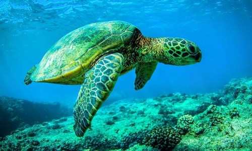 Rùa là loài động vật có xương sống có tuổi thọ cao nhất trên thế giới, Trong đó, kỷ lục của loài rùa là Adwaita, rùa khổng lồ trên đảo Galapagos là 250 tuổi. Ảnh minh họa.