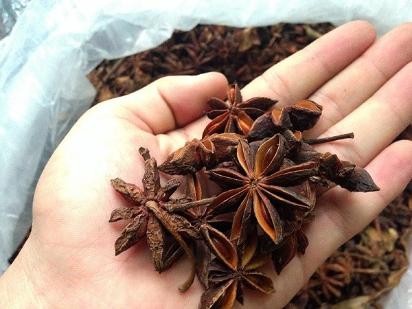 Cây hồi nếu được trồng và chăm sóc tốt sẽ cho hoa sau 4 năm trồng.