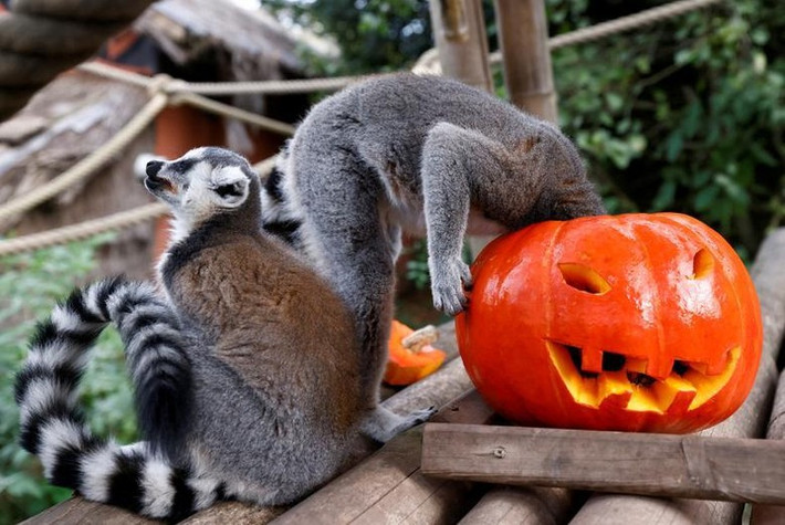 Vượn cáo đuôi vòng ăn một quả bí ngô trước lễ Halloween, tại vườn thú Pairi Daiza ở Brugelette, Bỉ, ngày 28/10. (Ảnh: REUTERS)