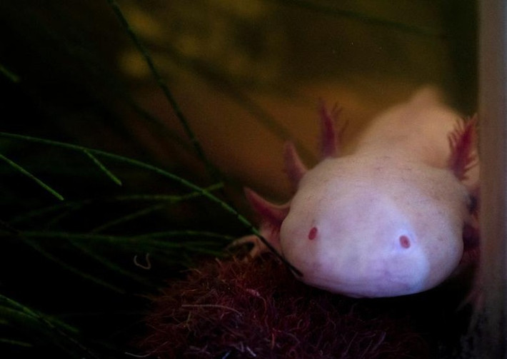 Một con kỳ nhông (Ambystoma mexicanum), hay kỳ nhông Mexico, được chăm sóc bởi các nhân viên của một dự án bảo tồn loài này ở Xochimilco, Mexico City, Mexico, ngày 16/2.(Ảnh: REUTERS)
