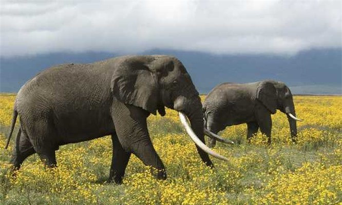 9.Voi. Đây là những loài động vật có vú lớn nhất thuộc họ Elephantidae. Một con voi có khả năng bắt chước nhiều loại âm thanh và có thể sử dụng nhiều công cụ trong rừng để săn lùng thức ăn. Chúng thậm chí sở hữu một trí nhớ rất tốt và không dễ dàng quên mọi thứ.