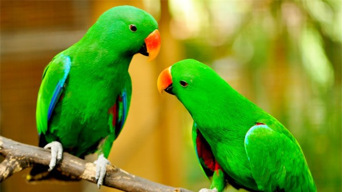 2.Vẹt. Vẹt có nguồn gốc từ các vùng cận nhiệt đới và cận nhiệt đới. Bạn hẳn đã nhìn thấy vẹt bắt chước ngôn từ và nói chuyện, và điều này rõ ràng cho thấy chúng thông minh như thế nào. Vẹt có thể học dễ dàng gần như bất cứ điều gì con người dạy hoặc thường xuyên nói trước mặt chúng. Loài động vật này thích ăn hạt, chồi, trái cây và quả hạch, và chúng có thể giải quyết nhiều vấn đề phức tạp khác nhau.