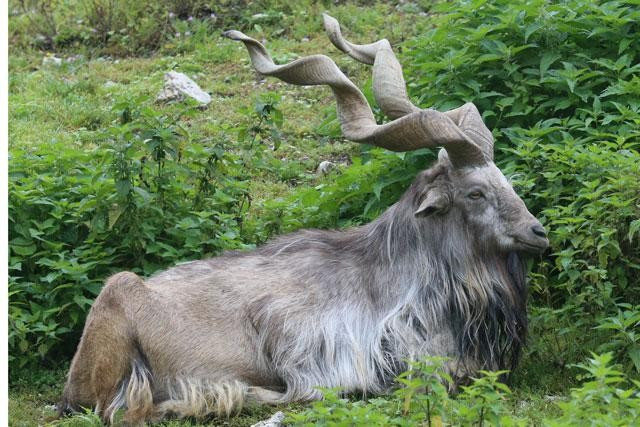 4. Sơn dương núi Pakistan. Sơn dương núi Pakistan hay Sơn dương Markhor là một loài dê hoang dã lớn được tìm thấy ở Afghanistan, Pakistan, Kashmir, Tajikistan và Uzbekistan. Loài này được IUCN xếp vào loại Nguy cấp, vì có ít hơn 2.500 cá thể trưởng thành.