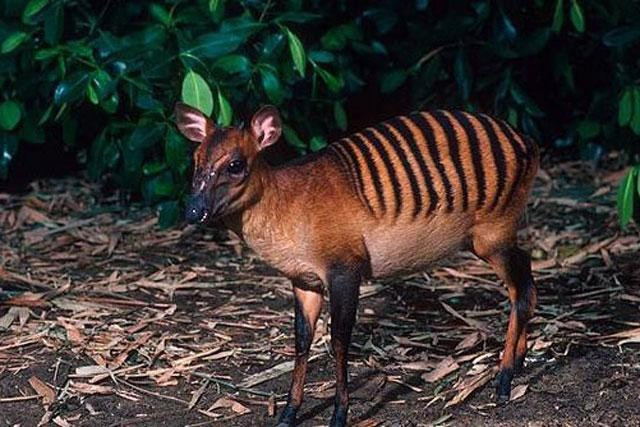 10. Linh dương lưng vằn. Linh dương lưng vằn là một loài động vật có vú trong họ Bovidae, bộ Artiodactyla. Loài này được Gray mô tả năm 1838. Linh dương lưng vằn được tìm thấy ở Bờ Biển Ngà, Guinea, Sierra Leone và Liberia. Nó cũng đã được phát hiện gần đây ở phía đông nam Guinea.