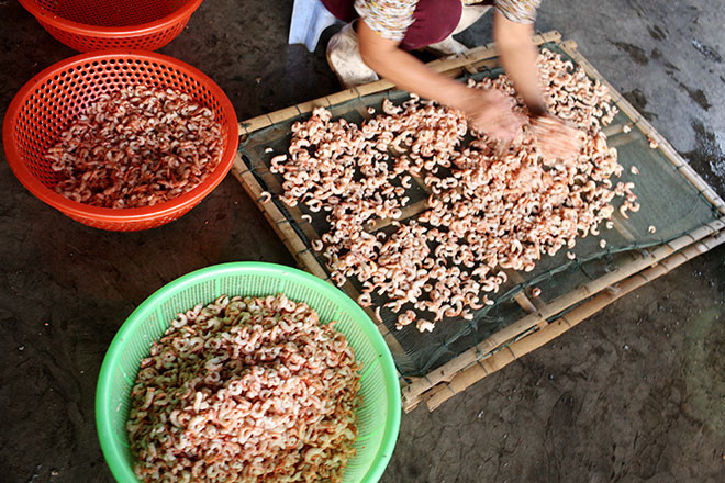Chọn lọc tôm nõn sau khi sơ chế