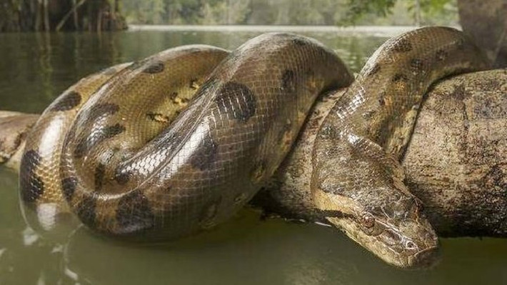 Trăn đá châu Phi (tên khoa học P. natalensis). Thuộc loài rắn lớn nonvenomous vùng cận Sahara. Đây được coi là loài rắn lớn nhất châu Phi, con trưởng thành có thể dài hơn 6 mét.
