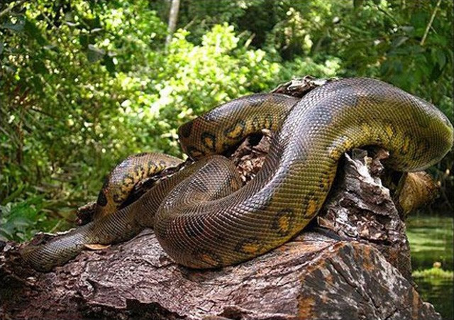 Trong số các loài của mình chỉ trăn Anaconda xanh là giống có kích thước lớn và cân nặng nhất thế giới. Con trưởng thành có thể dài tới 9 mét và nặng 250 kg. Kích thước ngoại cỡ của chúng chỉ kém về chiều dài cơ thể với duy nhất một loài đó là trăn gấm châu Á.