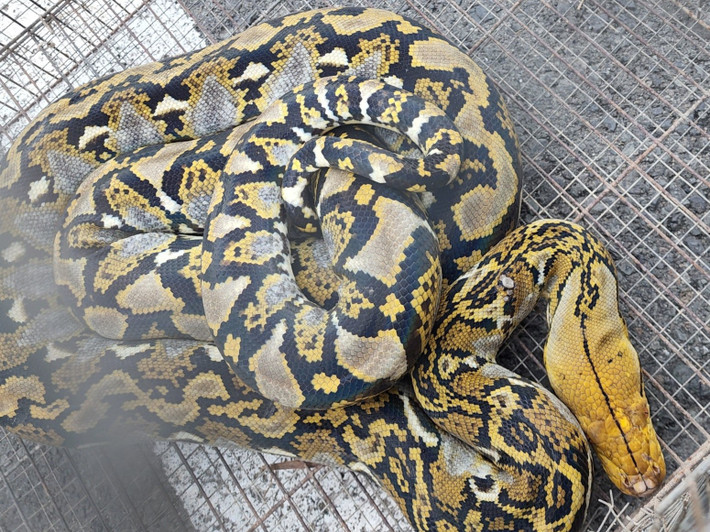 Trăn gấm ( tên khoa học Python reticulatus). Với các tên gọi khác như Trăn vua, trăn mắt lưới châu Á, trăn gấm là một loại trăn lớn sống ở vùng Đông Nam Á và được phát hiện lần đầu tiên vào năm 1801.