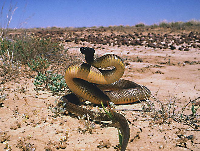 Rắn Inland Taipan làloài rắn sinh sống chủ yếu ở vùng nội địa Austraylia và được xem là được xem là loài rắn độc nhất trong tất cả các loài rắn trên cạn.