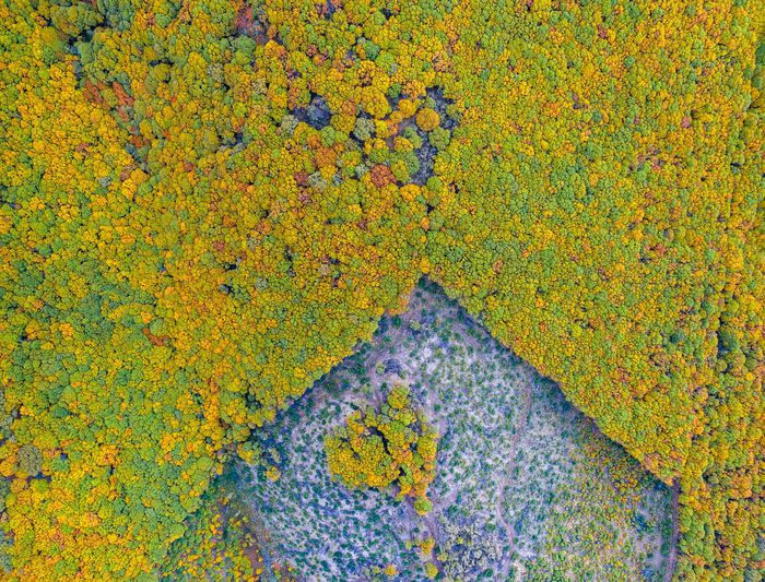 Bức ảnh có tên "The Polygonal Forest" được chụp ở Salamanca, Tây Ban Nha. Khu rừng hạt dẻ được quản lý bền vững theo cách chặt cây theo các hình đa giác, để lại những khu đất trống, nhờ đó tạo điều kiện tái tạo rừng tự nhiên.