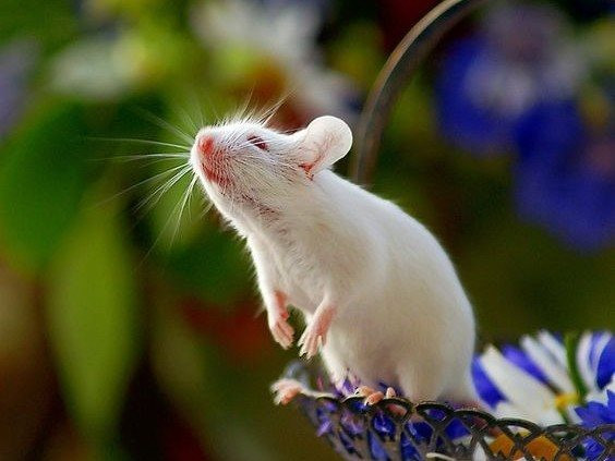 Để có một cuộc sống khỏe mạnh, người tuổi Tý nên nhớ ăn sáng, tập thể dục ở mức vừa phải. Để giải tỏa căng thẳng, họ có thể nghe nhạc, ra ngoài vui chơi hoặc tụ tập nói chuyện cùng người thân, bạn bè nhiều hơn.