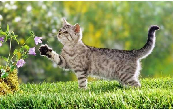 Tuổi Mão: Người tuổi Mão chỉ hay ốm vặt điều này có nghĩa là họ dù là con giáp dễ ốm đau thì cũng là bệnh nhẹ thôi nhé, không gặp phải căn bệnh gì nghiêm trọng mà quá lo lắng. Thế nhưng, dù những vấn đề nhỏ thì cũng không được chủ quan vì việc ảnh hưởng tới công việc.