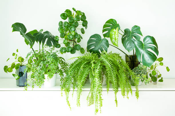 1. Cây dương xỉ: Cây cảnh Dương xỉ (tên khoa học là Pteridophyte) là một loại thực vật sinh sản bằng bào tử. Nó chủ yếu mọc ở ven suối ẩm và râm mát hoặc xung quanh giếng đá.