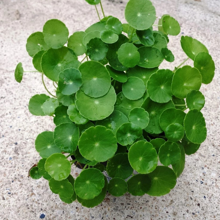 5. Cây cỏ đồng tiền: Cỏ đồng tiền (tên khoa học là Hydrocotyle Verticillata) là loại cây ưa nước. Nó chủ yếu mọc ở các mương sông.
