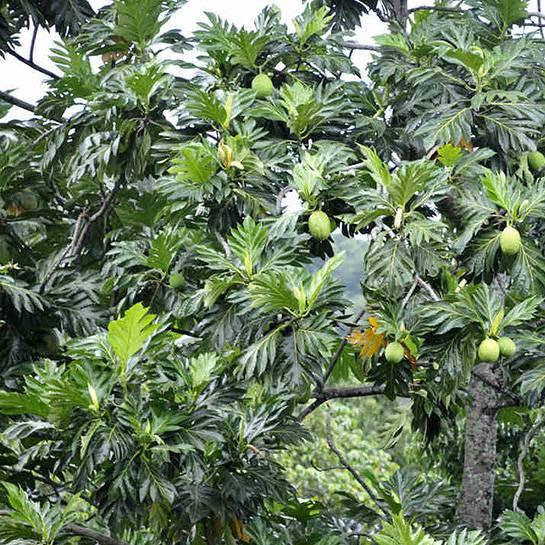 Lá của nó to và cành xòe rộng nên chiếm rất nhiều không gian. Do đó, nó không phù hợp với ngôi nhà nhỏ, nếu phòng khách của bạn khiêm tốn đừng trồng cây cảnh này.