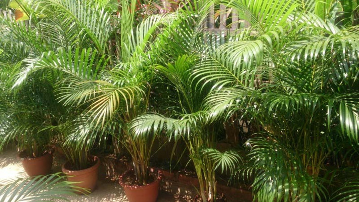 7. Cây dừa cảnh: Dừa cảnh (Dypsis lutescens) à một loại cây xanh lớn trong nhà, cây cao và có lá xoay tròn, giống như một con phượng hoàng lớn, dáng cây rất duyên dáng và được nhiều người thích.