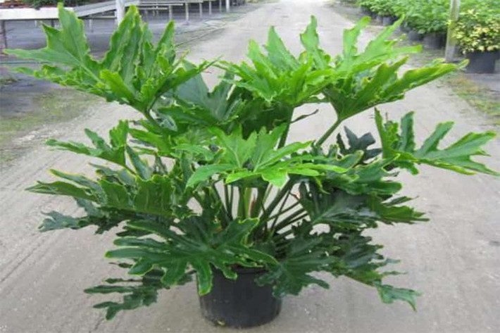 2. Cây Trầu bà thanh xuân: Trầu bà thanh xuân (Philodendron bipinnatifidum) cũng tương tự như trầu bà lá xẻ, là một loại cây xanh rất nổi tiếng trên mạng. Lá cây to bản, xanh bóng. Lá xẻ thùy sâu tựa chân vịt, bẹ lá lớn ôm thân. Hoa của cây dạng mo nhỏ.
