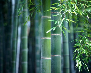 Những mắt tre có ngạnh tượng trung cho trường thọ và thịnh vượng, có khả năng sống từ hết thế hệ này qua thế hệ khác của khóm tre. Trong khi thân tre cứng cáp và dẻo dai lại biểu tượng cho cuộc sống không bệnh tật và ốm đau, ngầm ý đem lại vượng khí cho sức khoẻ các thành viên trong gia đình. Trưng cây tre ở góc phía Đông phòng khách hoặc trong thư viên, phòng học trong nhà đều có tác dụng kích hoạt nguồn năng lượng bảo vệ và may mắn với sức khoẻ cho gia chủ.