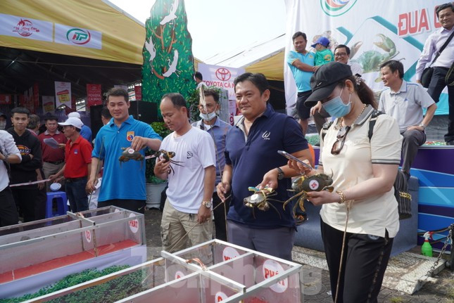 Lúc thi đấu cua, chủ cua được quyền dùng tay hoặc vật dụng để sờ lên mu cua để kích thích, hỗ trợ khi cua đang đua dừng lại.