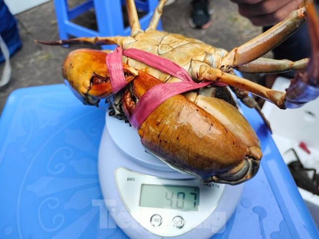 Mỗi cá nhân được đăng ký không quá 5 “cua thủ”. Cua dự thi có 3 hạng cân gồm: Trọng lượng từ 300g đến dưới 400g; từ 400g đến dưới 500g và từ 500g trở lên.