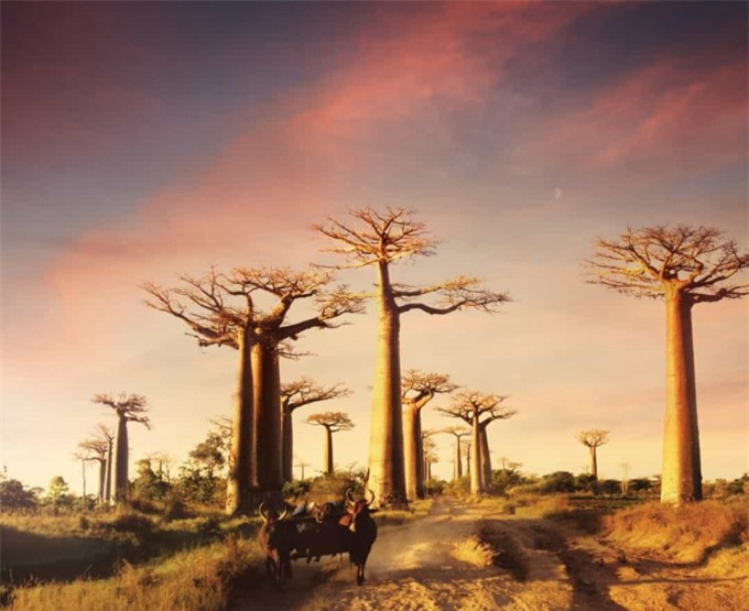 ##sc### Cây bao báp với hình dáng độc đáo ở Madagascar. Đã có nhiều du khách tới đây để được ngắm loài thực vật vĩ đại này.