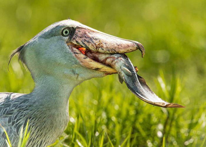 Cò mỏ giày được gọi là cò vì kích thước tương tự. Tuy nhiên, chúng có xu hướng giống bồ nông hơn - đặc biệt ở phương pháp săn mồi hung bạo. Ảnh: Just Birding.