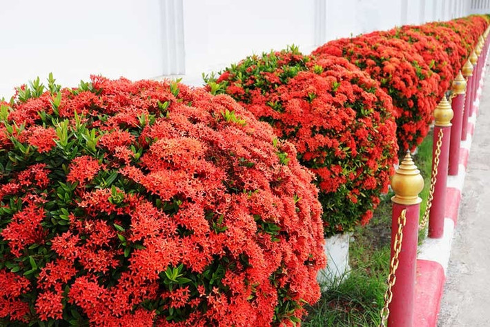 Hoa mẫu đơn ta có đặc điểm nổi bật là hoa mọc thành từng chùm, tạo thành quả cầu lớn. Hình dáng của nó tương tự như hoa cẩm tú cầu. Ảnh gardenloversclub.