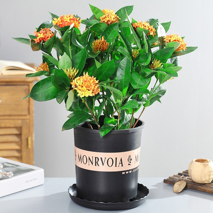 Nếu bạn thích một cây cảnh rực rỡ, nở hoa quanh năm thì hãy lựa chọn loài cây truyền thống này nhé! Ảnh minh họa Toutiao