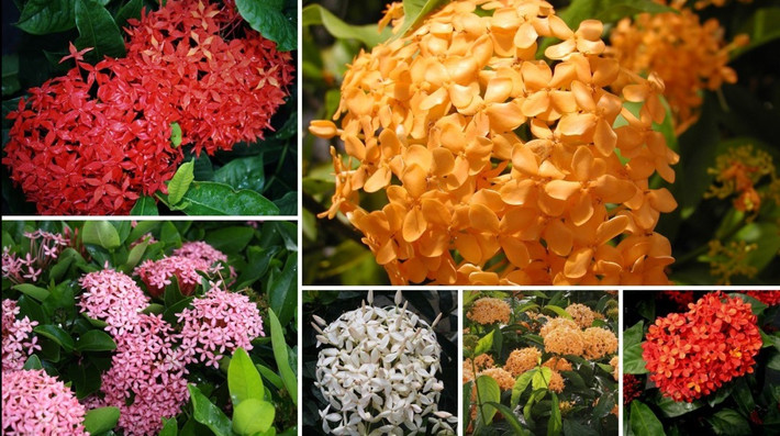 Cây cảnh này là cây thường xanh, quanh năm xanh tốt, không rụng lá vào mùa đông, nở hoa 300 ngày trong năm, thậm chí ở những vùng nắng nóng, hoa nở đủ 365 ngày. Hoa trang có nhiều loài và nhiều màu: đỏ, hồng, vàng, cam, trắng... Nhưng được ưa thích hơn cả vẫn là màu đỏ chói rực rỡ. Ảnh Toutiao