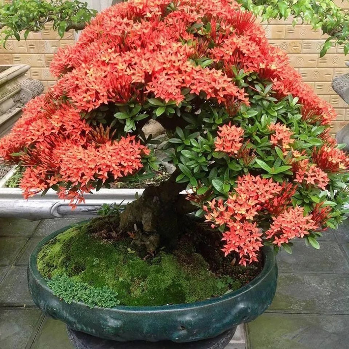 Hầu hết cây cảnh này đều thích môi trường đầy nắng và chỉ một số loài thích môi trường bán râm. Ảnh minh họa Toutiao