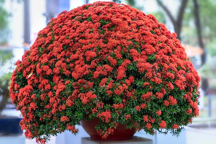 br/> Cây cảnh này là cây bụi nhiệt đới và chúng ưa môi trường ấm áp, ẩm ướt quanh năm. Khi trồng ở những nơi có sương giá, bạn cần trồng cây trong chậu. Khi nhiệt độ vào mùa đông giảm xuống khoảng 10 độ, bạn cần kịp thời chuyển chúng vào trong nhà. Ảnh: gardenloversclub