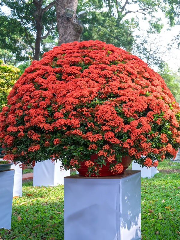Còn trong phong thủy, loài hoa này là biểu tượng của sự phồn vinh, thịnh vượng và hạnh phúc. Các bông hoa mọc xen kẽ san sát nhau là hình ảnh của hôn nhân viên mãn, con đàn cháu đống sum vầy. Ảnh storage.googleapis.