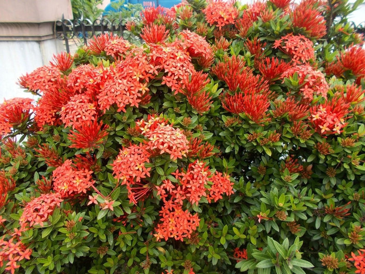 Loài hoa này cũng có ý nghĩa tốt lành, cát tường, mang ý nghĩa sức khỏe, điềm lành, có thể thu hút may mắn, sức khỏe và những điều vui vẻ, hạnh phúc cho con người. Ảnh D.L