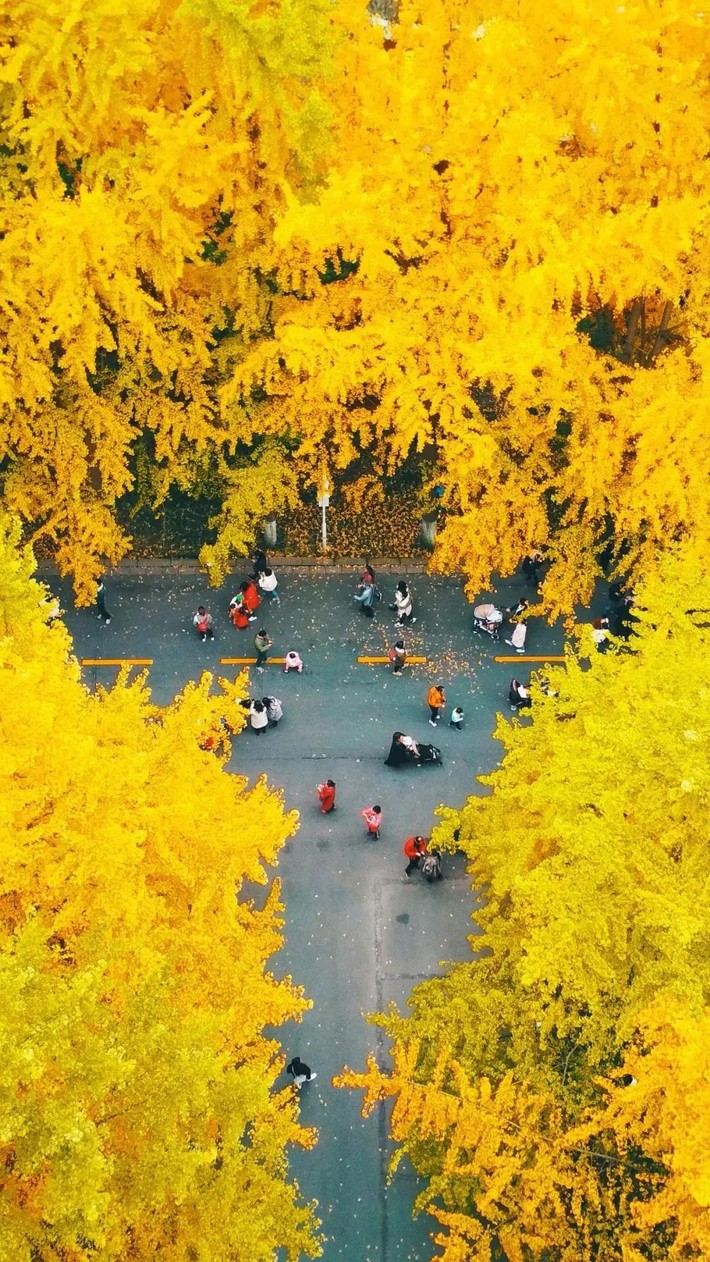 Vỏ hạt bên ngoài lõi có thể dùng để chiết xuất tannin, có thể giã nhỏ và thêm nước để tạo ra thuốc trừ sâu trong đất, có tác dụng diệt côn trùng.