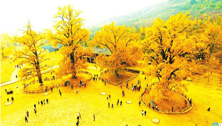 Khi lá rụng, chúng phủ lên mặt đất một tấm chăn vàng dày đặc, càng có ý nghĩa về tài lộc và sự giàu có. Thời xa xưa, cây cảnh bạch quả được coi là “cây cát tường” và thường được trồng trước và sau nhà của những người có chức quyền.