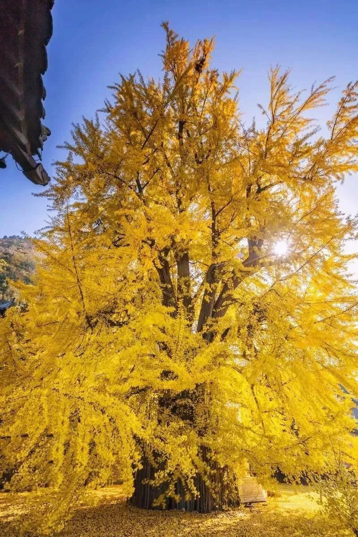 Bạch quả (tên khoa học là Ginkgo biloba) còn có tên gọi khác là ngân hạnh, dẻ quạt, là loài cây thân gỗ thuộc họ Bạch quả (Ginkgoaceae). Loài cây này bắt nguồn từ Trung Quốc và thường được trồng nhiều ở Trung Quốc, Hàn Quốc hoặc Nhật Bản. Ở Việt Nam, cây bạch quả mọc rải rác ở một số tỉnh miền Bắc.