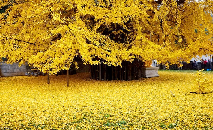 Lá có thể chiết xuất thuốc tim mạch vành mới để chữa các bệnh về hệ mạch máu; thậm chí nếu lá rụng cũng có thể dùng để may gối.