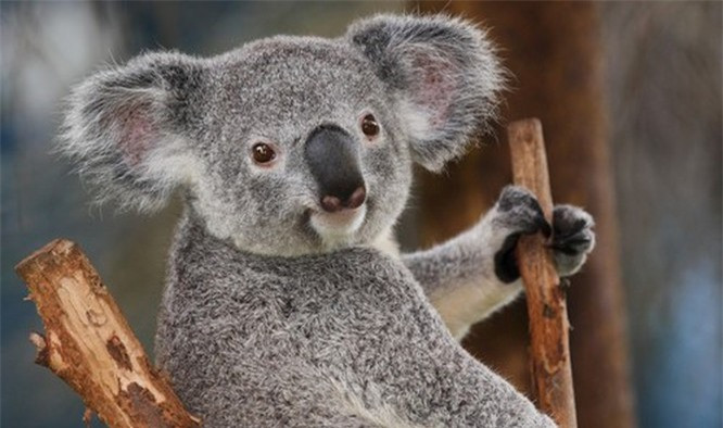 7.Gấu Koala. Gấu Koala hay gấu túi là loài vật rất dễ nhận biết bởi thân hình mập mạp, đầu lớn với đôi tai tròn tròn, bộ lông mượt mà và mũi to. Gấu túi có chiều dài cơ thể từ 60-85 cm, nặng 4 - 15kg. Gấu túi là loài vật rất dễ thương, khuôn mặt với biểu cảm trông rất ngây thơ, hồn nhiên khiến chúng trông càng đáng yêu hơn.