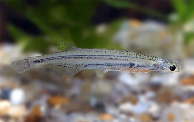Cá Candiru. Candiru là một loài cá có kích thước siêu nhỏ chỉ khoảng 2,5cm. Chúng sinh sống chủ yếu ở sông Amazon.