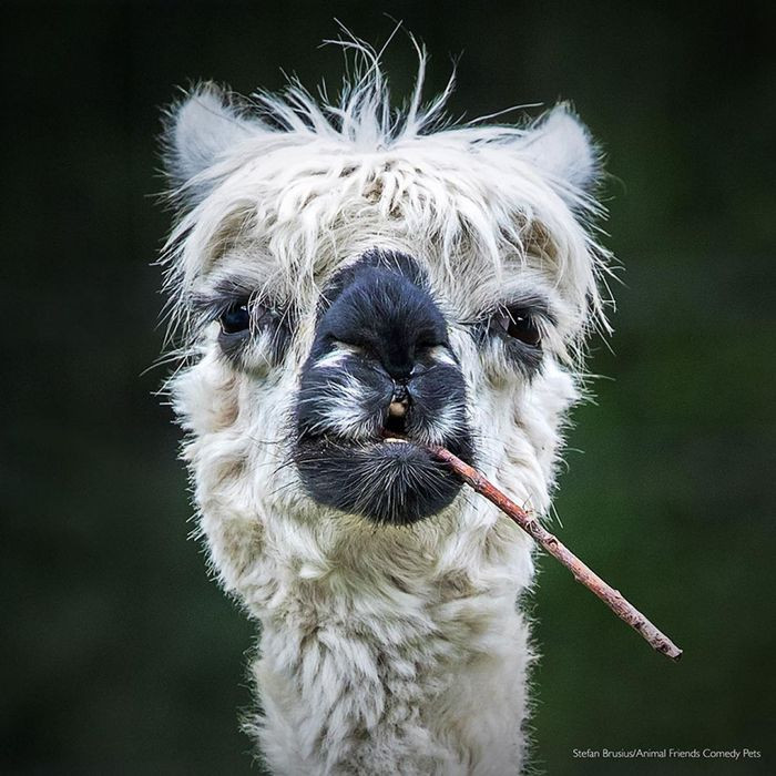 Chú lạc đà Alpaca trông như thể đang hút thuốc.