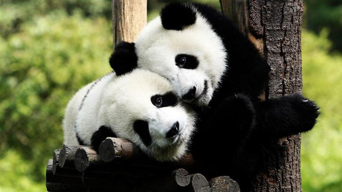 br/> 2. Gấu trúc có ngôn ngữ riêng. Những con gấu trúc sơ sinh hoàn toàn vẫn chưa thể nhìn thấy gì trong sáu tuần đầu tiên nhưng chúng có thể phát ra những âm thanh đặc biệt như 'gee gee' để đòi ăn, 'wow wow' khi không vui hay 'coo coo' để thể hiện sự hài lòng. Trong khi đó, những con gấu trúc lớn hơn thường học cách kêu hay gầm gừ như một lời cảnh báo với những ai có ý định tiếp cận chúng. Ngoài ra, gấu trúc đực cũng sẽ phát ra tiếng lớn khi giao phối cùng con cái.