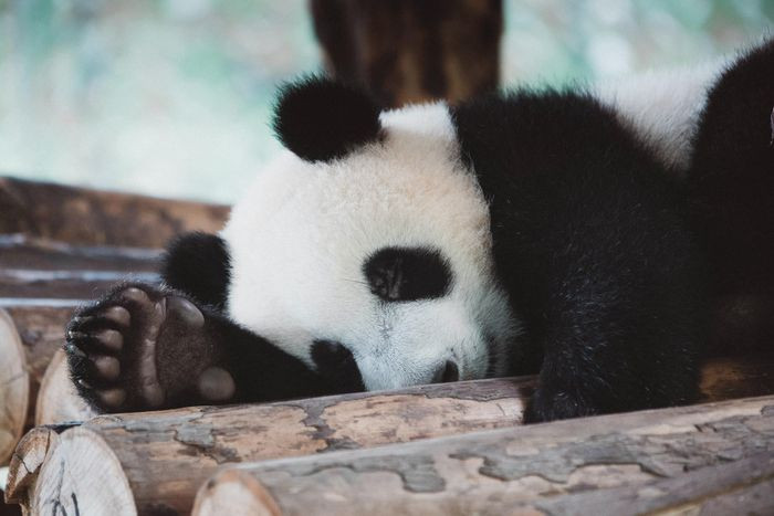 7. Gấu trúc là loài vật có khả năng tuyệt chủng. Gấu trúc khổng lồ xuất hiện cách đây ba triệu năm trên các dãy núi ở Trung Quốc, Việt Nam và Myanmar. Ngày nay, chỉ còn lại khoảng 600 con trong các khu bảo tồn và 1.864 con trong tự nhiên ở phía Tây Nam Trung Quốc. Do đó, gấu trúc được xem là 'báu vật' của quốc gia lớn nhất thế giới. Hiện nay, nạn săn bắt trộm, khai thác gỗ, trồng trọt và mở rộng làng mạc trở thành những mối đe dọa, cản trở những hoạt động thường ngày của gấu trúc như tìm thức ăn, bạn tình và cây cối hoặc hang động để làm tổ. Tuy nhiên, nhờ những nỗ lực tích cực, Liên minh Bảo tồn Thiên nhiên Quốc tế (IUCN) đã có thể hạ mức tình trạng nguy cấp của gấu trúc xuống từ năm 2016.