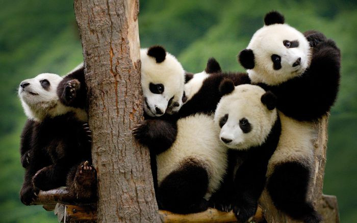 Gấu trúc có thể nói chuyện hay 'trồng cây chuối' là hai trong số nhiều điều mà bạn có thể chưa biết về loài vật được coi là ' quốc bảo' của Trung Quốc này.