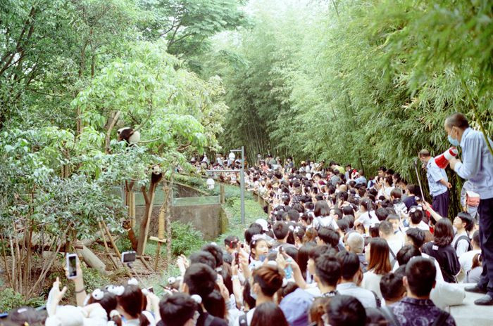 Du khách tới Trung Quốc nếu muốn tận mắt chứng kiến loài vật khổng lồ này có thể ghé thăm Khu bảo tồn gấu trúc Thành Đô, một trung tâm nghiên cứu và nuôi dưỡng phi lợi nhuận dành cho gấu trúc khổng lồ và các động vật quý hiếm khác tại Tứ Xuyên. Công viên được thành lập vào năm 1987, với 6 con gấu trúc khổng lồ được giải cứu từ tự nhiên. Tới năm 2008, công viên rộng 100 ha này có đến 124 cá thể gấu trúc, số lượng cá thể nuôi nhốt đạt 83 con.