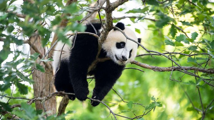 4. Gấu trúc là là những nhà leo núi cừ khôi. Những con gấu trúc non sẽ bắt đầu leo núi vào khoảng 5 tháng tuổi bằng cách leo lên người gấu mẹ. Gấu trúc cũng có thể trồng cây chuối, đôi khi chúng trèo lên cây bằng hai chân sau và giữ thăng bằng trên chân trước. Do vậy, loài vật này thường để lại nước tiểu trên những thân cây cao để đánh dấu lãnh thổ hoặc tìm bạn tình.
