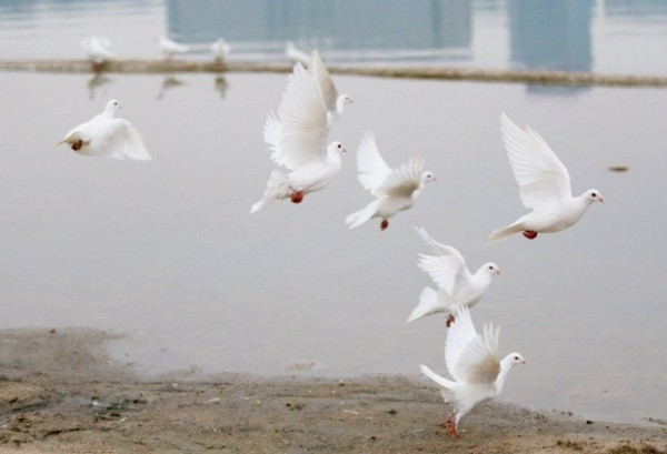 Theo trang QQ, 5 ngày trước tại bờ phía Nam của hồ Swan thuộc thành phố Hợp Phì, Trung Quốc, một cặp vợ chồng sắp kết hôn đã mua gần 100 con chim bồ câu trắng để sử dụng trong bộ ảnh, phim cưới độc đáo của mình. Nhưng sau khi công việc hoàn thành, bầy chim bồ câu trắng đã gặp phải một “kết cục” thê thảm.