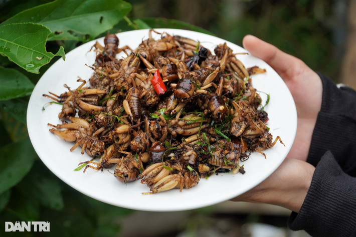 Dế có thể chế biến thành nhiều món như rang muối sả ớt, chiên giòn, chiên bột, nướng. Trước kia, đây là món ăn dân dã, nhiều năm trở lại đây, các nhà hàng, quán nhậu thu mua dế để bán cho khách. Cũng từ đó, đến hẹn lại lên, món dế trở thành đặc sản đồng quê mùa mưa lũ, là nghề thời vụ thú vị, vui thích, mang lại thu nhập khá cho người dân lúc nông nhàn.