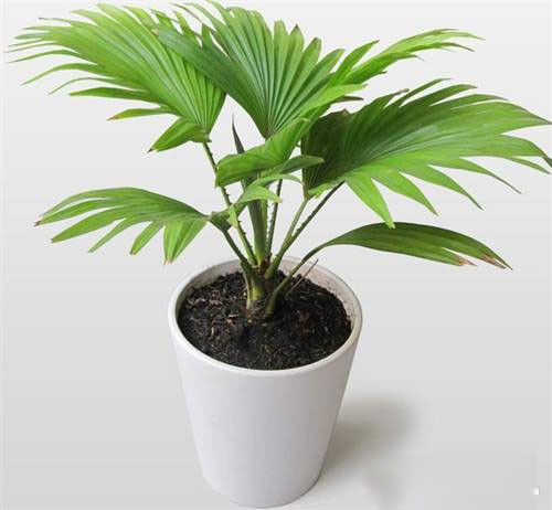 6. Cây Cọ cảnh. Trong phong thủy, cây Cọ có tác dụng sinh tài giữ của. Đó là nguyên nhân mà loài cây này được dân văn phòng yêu thích. Bên cạnh đó, loại cọ được cho là hút khí độc giúp làm trong lành cho môi trường.