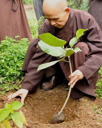 Thiền sư Thích Nhất Hạnh trồng cây.